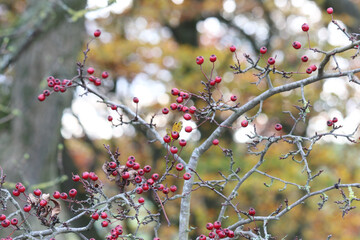 Hawthorn berries on a branch