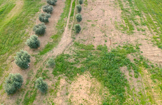 Aerial drone view of a dirt path winding through a green olive grove and dry grass field in the rural landscape of Turkey showing the path of agriculture