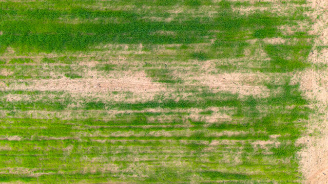 Top down aerial view of a grass field with patchy green and dry areas showing the texture of a pasture or meadow from above