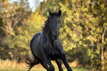 Horse run in green grass