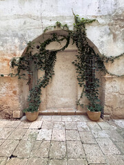 vine plants growing in terracotta pots against old stone wall with arch frame