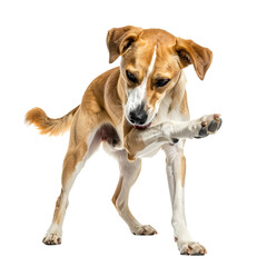 Dog licking paw on transparent background