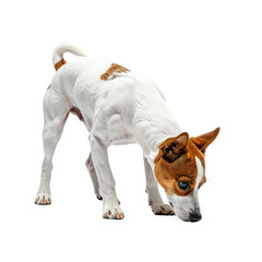 Dog sniffing on transparent background, canine pet looking down