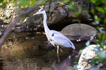 Grey heron in a pond in a Japanese park on an autumn day