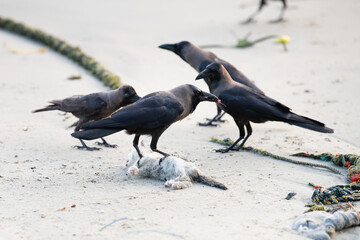 Fototapeta premium Black raven or crow bird is eating a dead cat on the beach, carcass feeding, animal behavior
