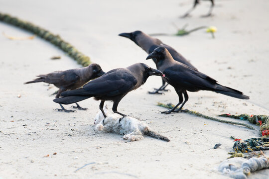Black raven or crow bird is eating a dead cat on the beach, carcass feeding, animal behavior