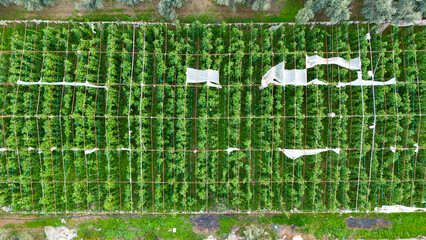 Aerial view inside a damaged greenhouse with torn plastic roof revealing the green tomato plants growing in rows underneath the structure