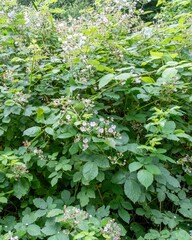 Obraz premium large, vigorous flowering blackberry bush