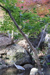 Autumn in Japan, Grey Heron and Autumn Leaves