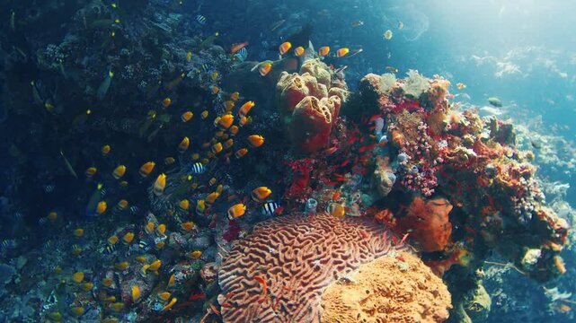 Freediver enjoys rich and fishy coral reef in Indonesia. Coral reef underwater near the Alor island in Indonesia