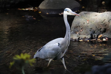 Grey heron in a pond in a Japanese park on an autumn day