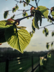 Close-up of Fresh Green Linden Tree Leaves in Spring Sunlight. A macro-style shot of bright, newly emerged linden tree leaves (Tilia) glowing in the backlight of the setting or rising sun