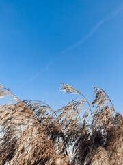 Golden Pampas Grass Against Clear Blue Sky. Tall, feathery pampas grass plumes swaying gently in the breeze under a vibrant, cloudless blue sky.