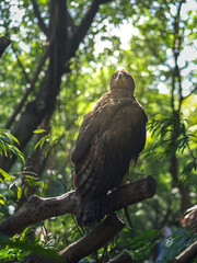 Raptor on a Branch in the Forest
