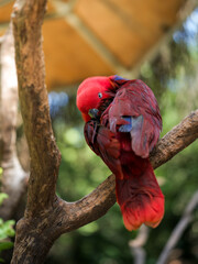 Red Parrot Perched on Branch Grooming Feathers