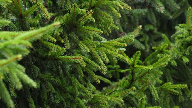 Close-up video of pine tree branches swaying in the wind. Needles move gently near the camera, natural motion with forest background. Captured in 4K ultra HD with soft light, perfect for nature videos