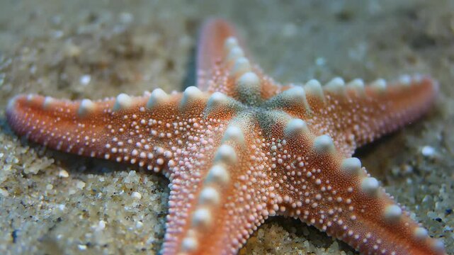 Close-up of a vibrant orange starfish resting on a sandy ocean floor Keywords: starfish, sea star, ocean, marine, underwater, sand