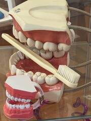 This image displays multiple oversized dental models resting on a clear glass surface. The largest model, featuring white teeth set in pink gums. © stephen