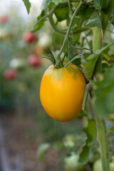 A beautiful yellow large tomato close-up grows in a greenhouse. Blurred background as a place for text. Vertical photo