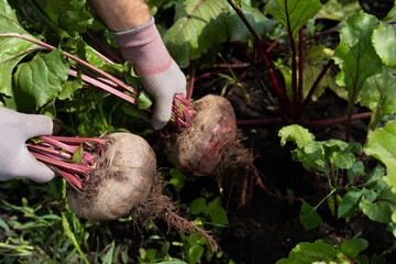 Beet harvest in the hands of a farmer, autumn harvest in the garden
