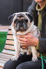 Obraz premium Man sitting on a bench holding a pug with green leash in park. The photo conveys the concept of companionship, peaceful relaxation, and emotional bond between person and domestic animal in urban life.