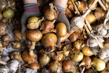 harvesting onions close-up with gloved hands, growing vegetables