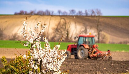 A red tractor works the soil in a field with a flowering tree in the