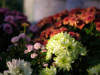 Colorful Chrysanthemums in Bloom