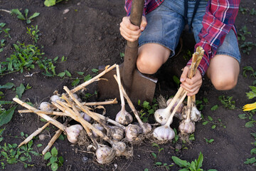 A good harvest of garlic in the hands of a farmer, photo in backlight against the background of a...