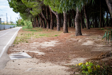 Cycling path with pine forest, depicting a peaceful green space alongside an urban development and infrastructure