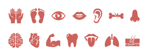 Set of human body parts and organ anatomy vector icons in terracotta red color, including hands, feet, eye, brain, heart, lungs, nose, ear, teeth, and skin layer symbols.