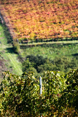 Vineyard landscape showing autumn colors during harvest season viticulture and wine production