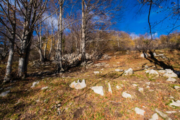 Natural forest landscape showing bare branches and fallen leaves on rocky ground under a clear blue sky in autumn