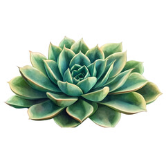 Fototapeta premium Vibrant green echeveria succulent plant isolated on black background