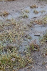 Wet muddy ground with puddles and dry grass