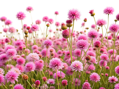 Ultra-detailed field of pink wildflowers isolated