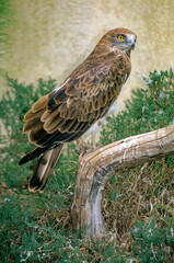 Circaète Jean le Blanc,Circaetus gallicus, Short toed Snake Eagle