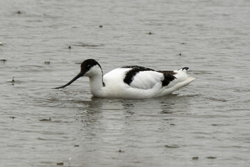 Avocette élégante