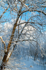 Fototapeta premium Winter forest landscape of frosty winter tree in cold sunny weather