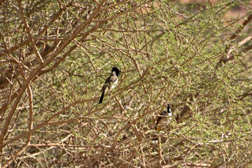 black winged blackbird