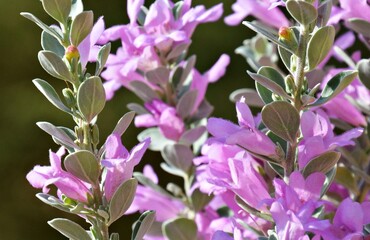 pink flowers in the garden