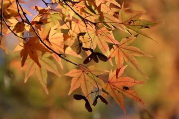 Foliage on a calm autumn day