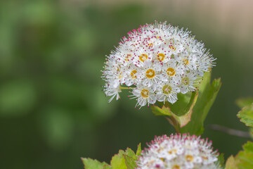 Kwiatostan pęcherznicy kalinolistnej, biała kula drobnych kwiatów na tle zielonych liści. © Henryk Guziak