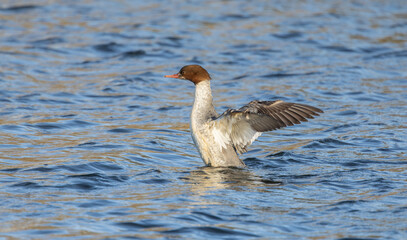  Goosander, Mergus merganser, single female Swimming on Blue Water Surface Under Calm Sunshine, Close Up View