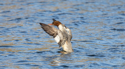  Goosander, Mergus merganser, single female Swimming on Blue Water Surface Under Calm Sunshine, Close Up View
