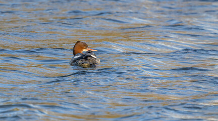  Goosander, Mergus merganser, single female Swimming on Blue Water Surface Under Calm Sunshine, Close Up View