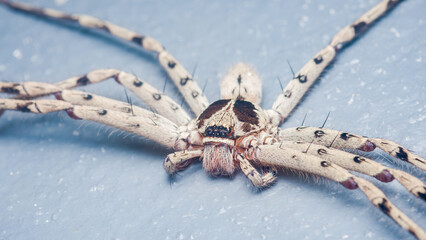 Huntsman spider showing detailed hairy body and legs