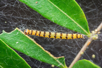 Yellow striped caterpillar crawling on spiderweb habitat