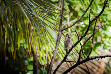 Asian barred owlet perching on tree branch in jungle