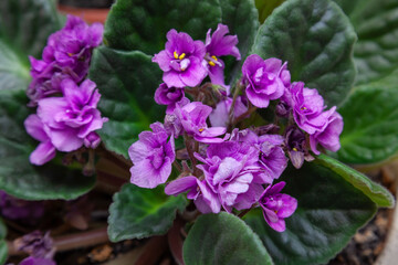 Flowers of domestic violets